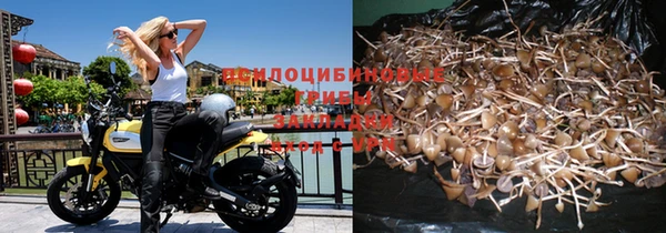 прущие грибы Баксан